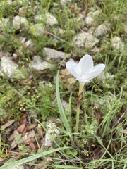 Zephyranthes drummondii