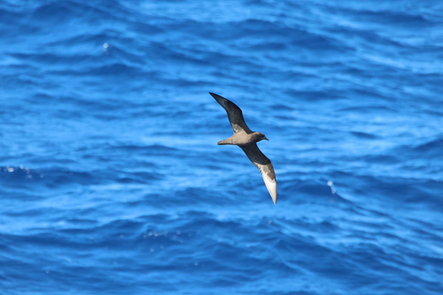 iNaturalist image