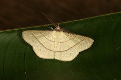 Cryptochrostis flavala