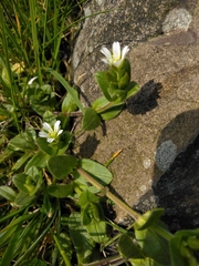 Cerastium fontanum