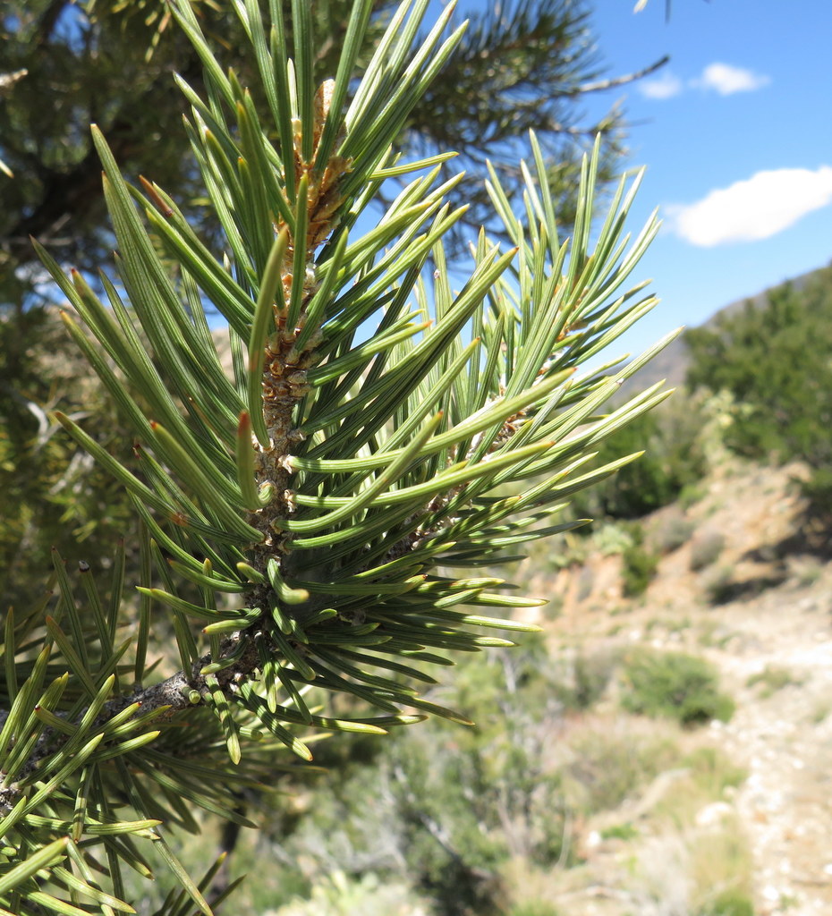 singleleaf pinyon from Hualapai Mountains, Mohave County, AZ, USA on ...