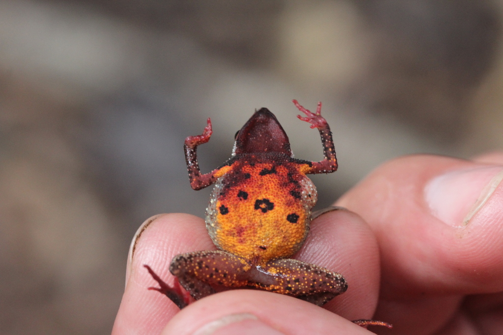 Amazonian Tiny Tree Toad