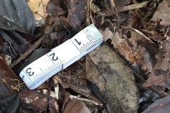 Amazophrynella minuta