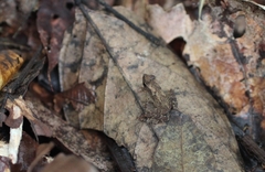 Amazophrynella minuta