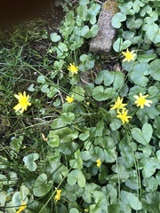 Ficaria verna