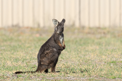 Common Wallaroo