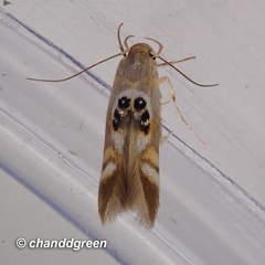 Hieromantis arcuata