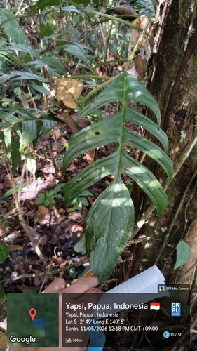 Rhaphidophora korthalsii iNat (3)