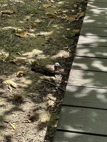 Spotted Dove (Spilopelia chinensis), photo 9