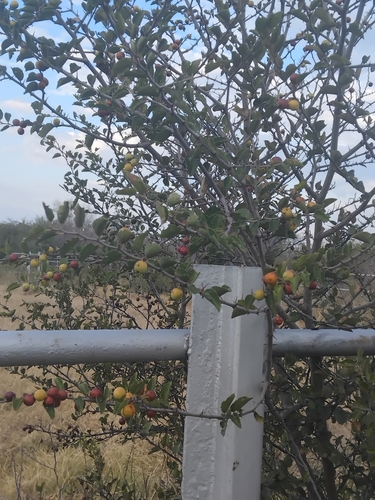 buffalo-thorn