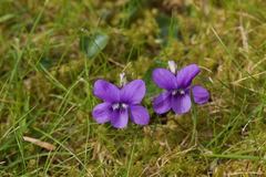 Viola riviniana