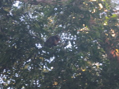 Plecturocebus ornatus