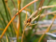 Marsippospermum grandiflorum