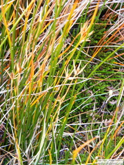 Marsippospermum grandiflorum