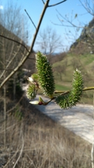 Salix appendiculata