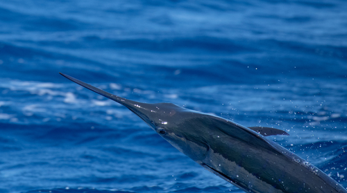 Indo-Pacific blue marlin (Makaira mazara) — Istiophoridae — 4