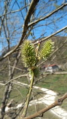 Salix appendiculata