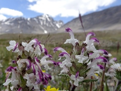 Pedicularis cheilanthifolia