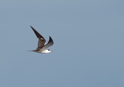 iNaturalist image