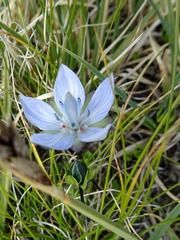Lomatogonium carinthiacum
