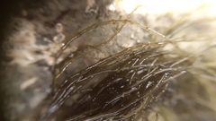 Lemanea fluviatilis