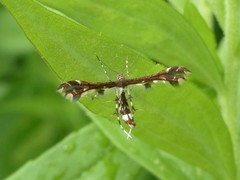 Geina tenuidactylus