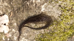 Lemanea fluviatilis