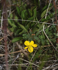 Viola nuttallii