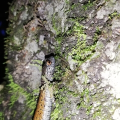 Pseudoeurycea nigromaculata