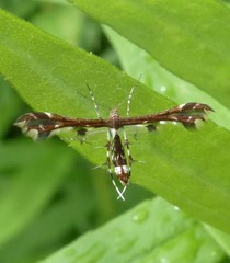 Geina tenuidactylus