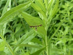 Geina tenuidactylus