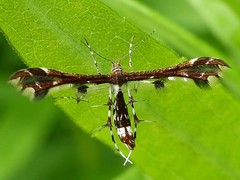 Geina tenuidactylus