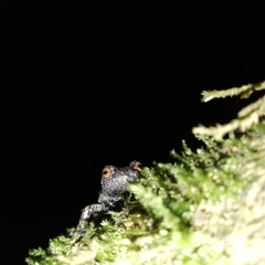 Pseudoeurycea nigromaculata