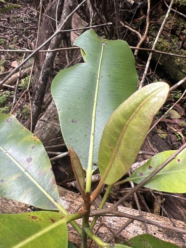 Planchonella sandwicensis observed 2026-05-20