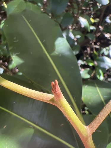 Planchonella sandwicensis observed 2026-05-20