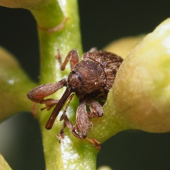 Anthonomus rectirostris