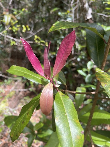 Myrsine lanaiensis observed 2026-05-20