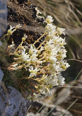 (c) Thierry Arbault, some rights reserved (CC BY) Saxifraga tombeanensis, photograph (c) Thierry Arbault, some rights reserved (CC BY)