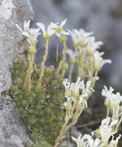 Saxifraga tombeanensis, photograph 2