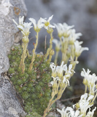 (c) Thierry Arbault, some rights reserved (CC BY) Saxifraga tombeanensis, photograph (c) Thierry Arbault, some rights reserved (CC BY)
