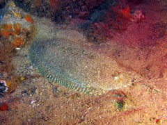 Aseraggodes lenisquamis