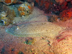 Aseraggodes lenisquamis