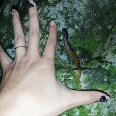 Pseudoeurycea nigromaculata