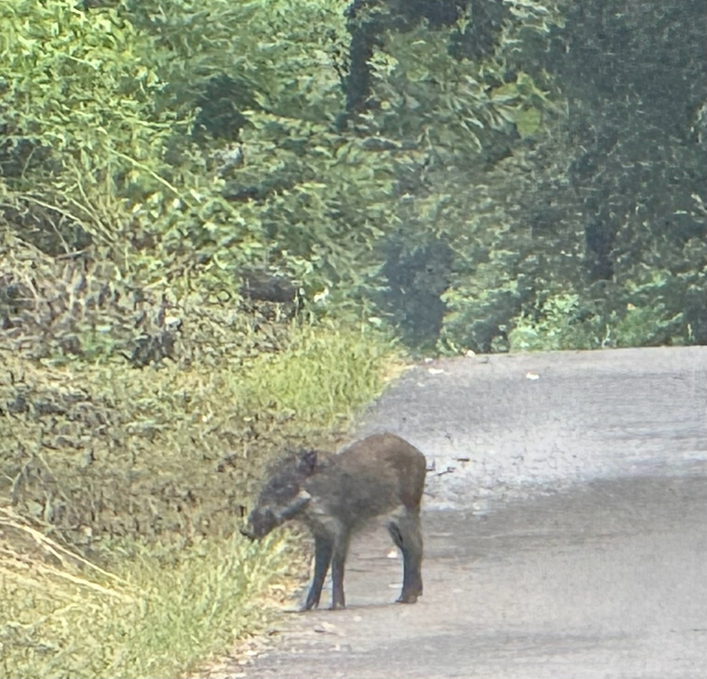 Java Warty Pig (Sus verrucosus)