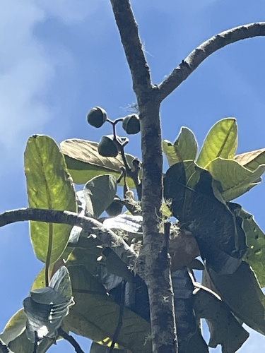 Alphitonia ponderosa observed 2026-05-20