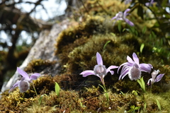 Pleione formosana