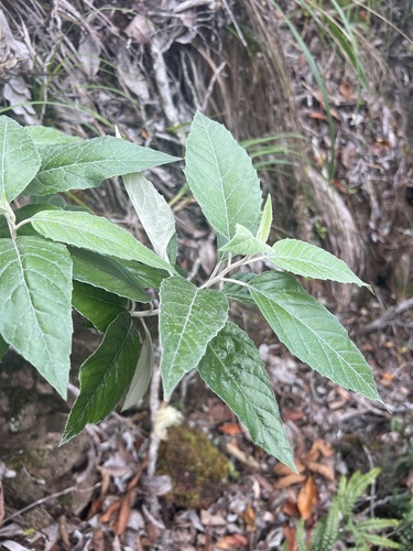 Remya kauaiensis observed 2026-05-20