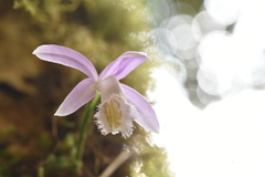 Pleione formosana