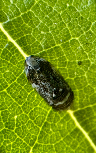Neovulturnus vultuosus observed 2026-05-21