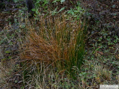 Marsippospermum grandiflorum